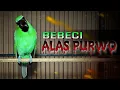 BEBECI ALAS PURWO || CUCAK IJO BANYUWANGI GACOR FULL BEBECIAN DAN KASARAN