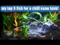 my top 5 fish for a CHILL nano tank plus one I would NOT choose