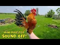 Download Lagu 🐓 Serama Chicken Update 🐓 Miniature Chickens as indoor pets 🐤