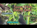 Lagu suara pikat burung paling jahat