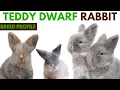 Teddy Dwarf Rabbit Breed Profile History - Traits