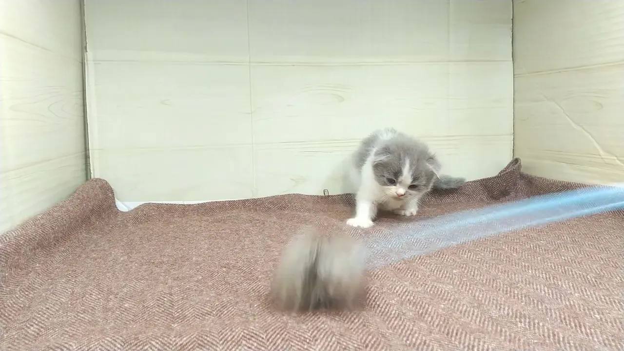 動画