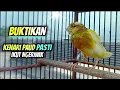 Download Lagu Suara Kenari Belajar Bunyi Ngeriwik || Cocok Untuk Pancingan Kenari Ngeriwik
