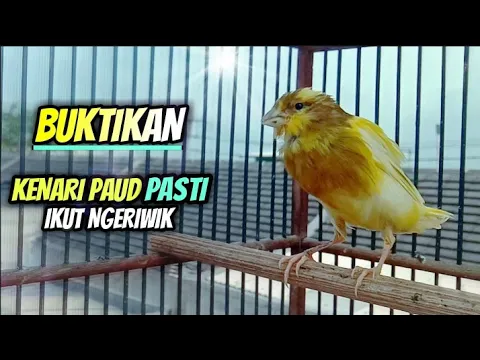 Download MP3 Suara Kenari Belajar Bunyi Ngeriwik || Cocok Untuk Pancingan Kenari Ngeriwik