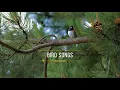 Bird Songs - 8 HOURS of Birds Singing in the Forest - Nature Relaxation Video in 4K Ultra HD