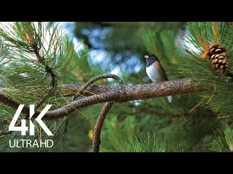 Download MP3 Bird Songs - 8 HOURS of Birds Singing in the Forest - Nature Relaxation Video in 4K Ultra HD