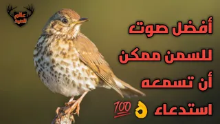 صوت السمن المغرد او السمنة تغريد صافي ومعلومات مهمة عالم الصيد 