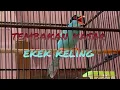 Download Lagu ekek keling nembak panjang