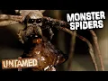 Download Lagu The Most Unique Spiders On Earth 🕷️ | Crazy Monster Spiders