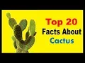 Cactus - Facts
