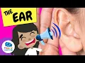 THE EAR Natural Science Educational s for Kids HappyLearningENG