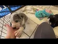 AKC Great Dane Puppies in Michigan