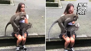 Monkeys Make Love On Unsuspecting Woman S Lap 