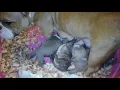 American Bully Puppies Sale in Matthews NC