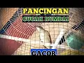 PANCINGAN CUCAK RUMBAI GACOR || BIKIN EMOSI LAWAN LAINNYA