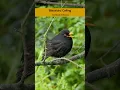 Download Lagu Suara burung hitam biasa - Suara burung #shorts