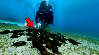 Full Story Diver Found Strange Eggs Underwater Began To Panic When They Hatched 
