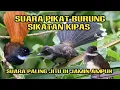 Download Lagu SUARA PIKAT SIKATAN KIPAS RIBUT ‼️MP3 TERBUKTI AMPUH