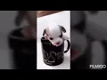 Cute puppy gifs