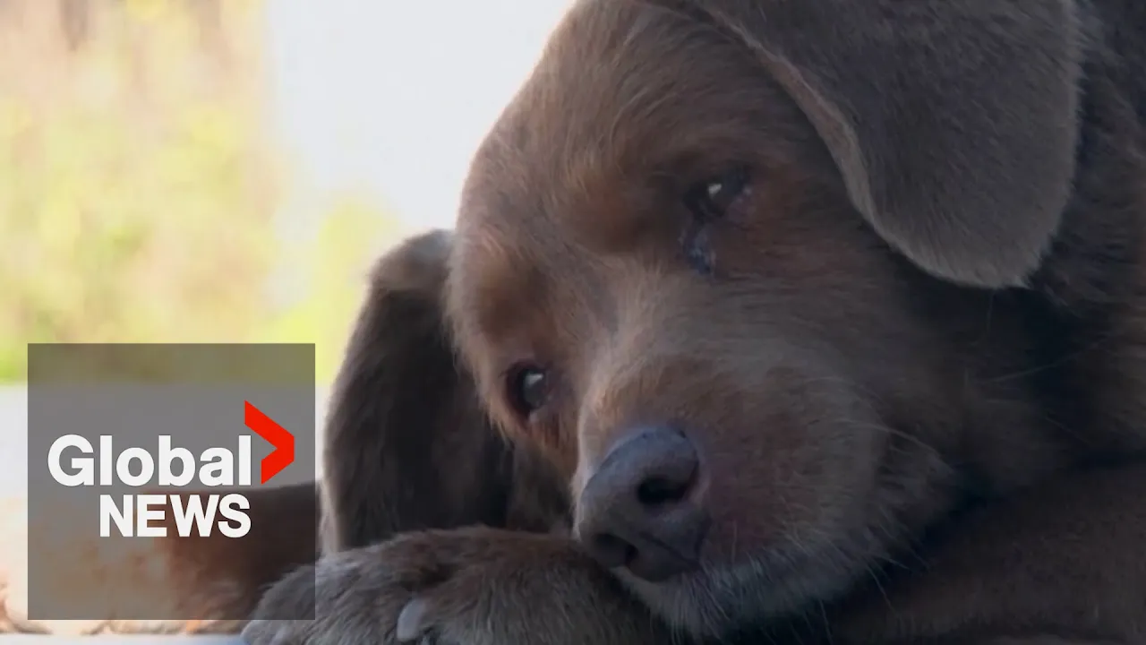 Scientists to study DNA of Bobi, world's oldest dog