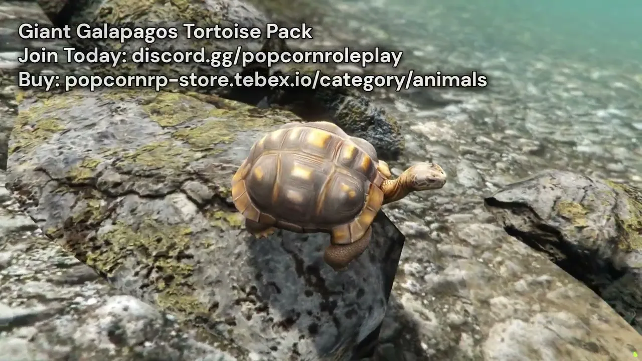 Giant Galapagos Tortoise Pack