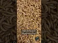 Lagu 1000s of Mealworms! - Reptile Food or Nightmare Fuel? 😱 #spooky #creepy #bugs #pets #reptiles