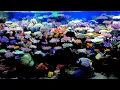 Download Lagu Best Reef Tank in Europe? German Reef Tanks , Acropora Heaven