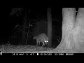 Fisher encounter with Coyote