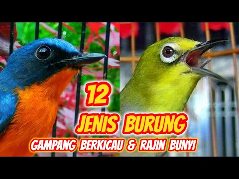 Download MP3 12 Jenis Burung yang Gampang Berkicau (Cocok untuk Pemula)