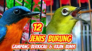 Download 12 Jenis Burung yang Gampang Berkicau (Cocok untuk Pemula) MP3