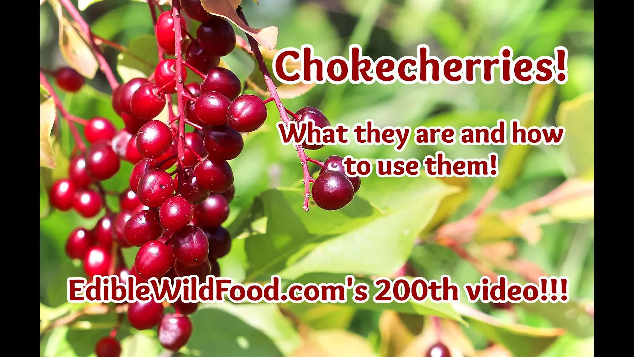 Chokecherries - Identification, How to Preserve,  and Recipe Ideas