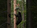 TERRIFYING! Woman TRAPPED in Tree as HUGE Bear Tries to CLIMB!