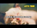 Download Lagu CAT MUSIC - Relaxing Music For Cat, lagu untuk menidurkan Kucing