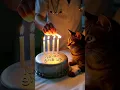 Download Lagu This Cat's Birthday Will Break You   a Furry Hero   A Hopeful Farewell