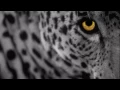Download Lagu Minilogue - The Leopard (Extrawelt Remix) [HD]