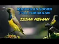 Download Lagu 🔴MASTERAN SOGON FULL TEMBAKAN ‼️ ISIAN MEWAH ‼️