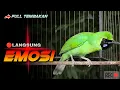 Lagu 🔴LANGSUNG EMOSI‼️CUCAK IJO GACOR JAMTROK FULL TEMBAKAN