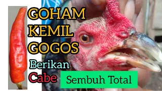 Download Mengobati Ayam Goham Atau Kemil Dijamin ampuh MP3