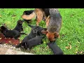 PuppyFinder com The puppies first time outside