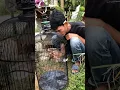 Download Lagu Sogon baru 7 hari dapat dari hutan sudah langsung jinak #ebiwirawan