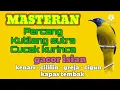 Download Lagu Masteran Kutilang sutra [Cucak kurinca] gacor Isian kenari - cililin - greja - cigun - kapas tembak