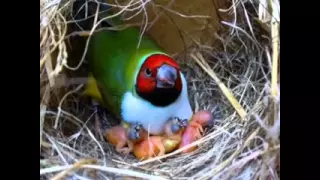 سلامي على طه مديح جميل 