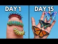 I Raised Wild Caterpillars Into Butterflies