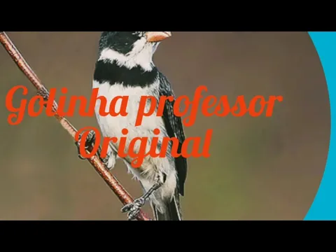 Download MP3 CANTO DO GOLINHA PROFESSOR ORIGINAL PARA ENCARTE DE FILHOTES