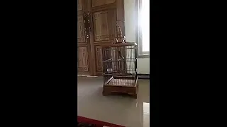 masteran kuntilanak jeda 6 menit terapi air