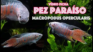 Download Pez 🐟  paraíso - Macropodus opercularis - Vídeo ficha 🎥 MP3