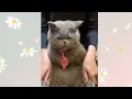 Download Lagu Kumpulan kucing drummer cek, lucu lucu