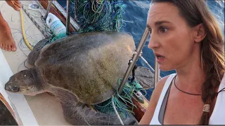 SEA TURTLE  on my SAILBOAT | PIRATE SHIP S17E14