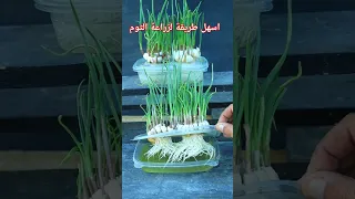 افضل طريقة لزراعة الثوم فى البيت 