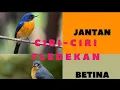 ciri - ciri perbedaan burung tledekan jantan dan tledekan betina